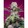 SWEET MANDARINE ZKITTLEZ XL AUTO · Sweet Seeds · sementes de maconha · AutoFem
