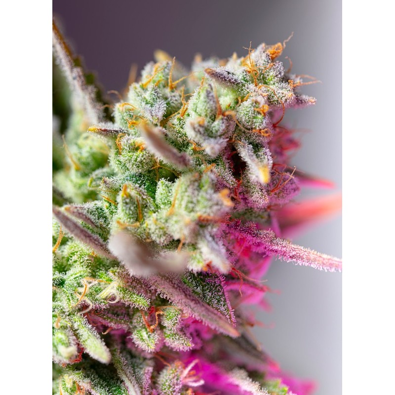 SWEET MIMOSA XL AUTO · Sweet Seeds · graines de cannabis · AutoFem