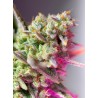 SWEET MIMOSA XL AUTO · Sweet Seeds · graines de cannabis · AutoFem