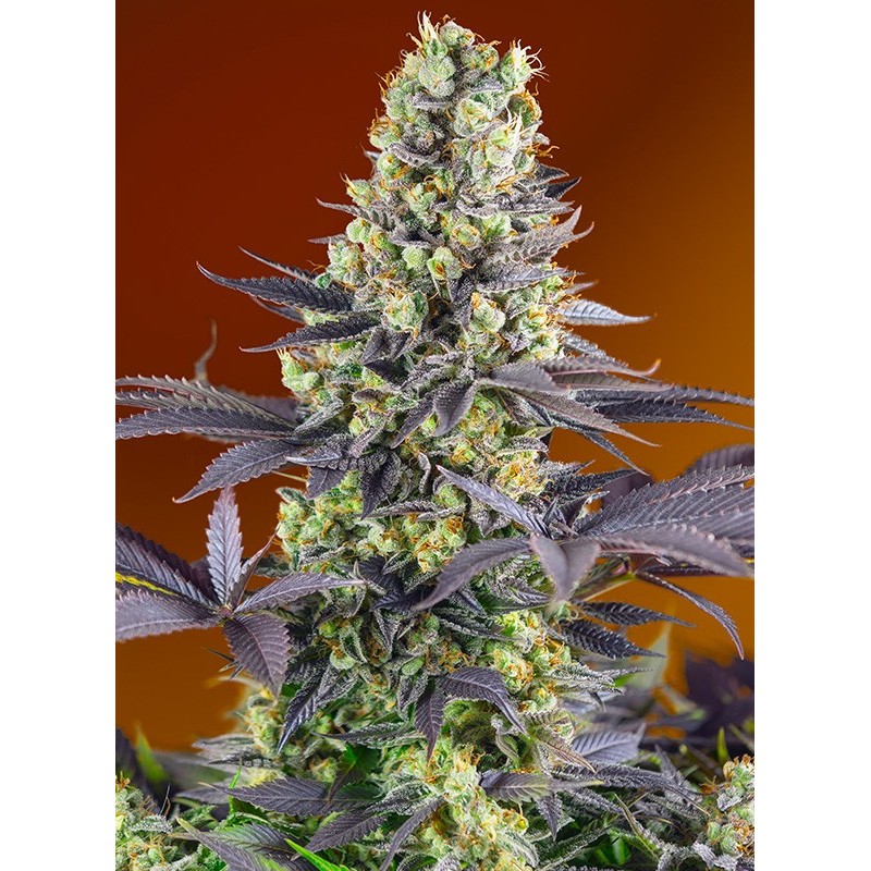 SWEET ZENZATION · Sweet Seeds · cannabis samen · Fem
