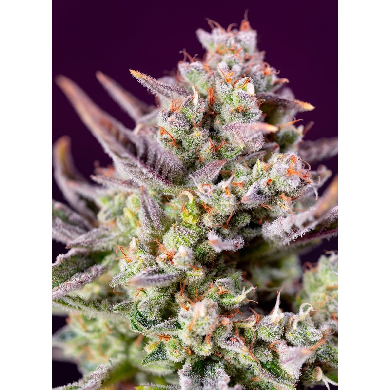 SWEET ZENZATION XL AUTO · Sweet Seeds · cannabis samen · AutoFem