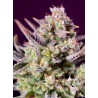 SWEET ZENZATION XL AUTO · Sweet Seeds · semillas de marihuana · AutoFem