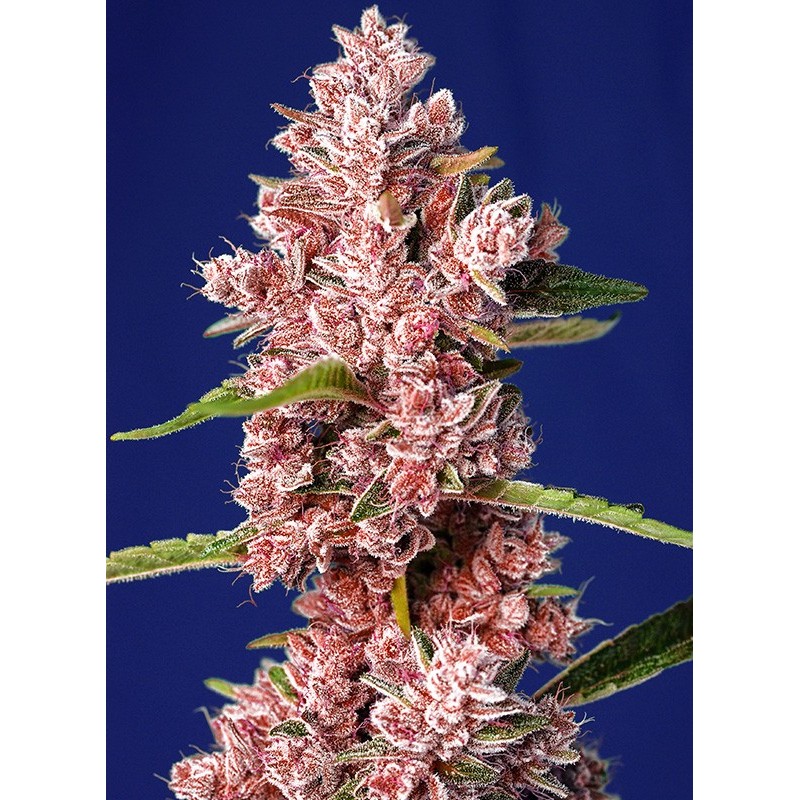 TROPICANNA POISON F1 FAST VERSION · Sweet Seeds · semillas de marihuana · Fem