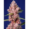 TROPICANNA POISON F1 FAST VERSION · Sweet Seeds · kenevir tohum · Fem