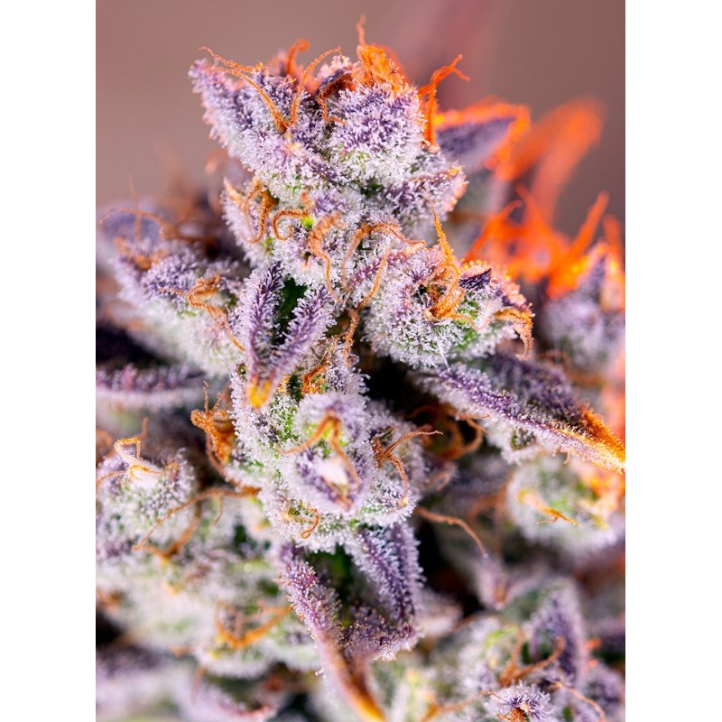 TROPICANNA POISON XL AUTO · Sweet Seeds · graines de cannabis · AutoFem