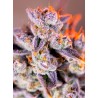 TROPICANNA POISON XL AUTO · Sweet Seeds · kenevir tohum · AutoFem