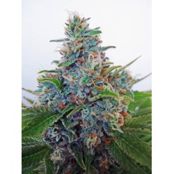 AUTO BLUE AMNESIA ·...