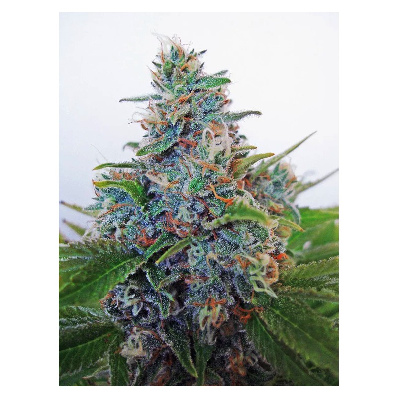 AUTO BLUE AMNESIA · Ministry of Cannabis · sementes de maconha · Auto Fem