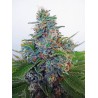AUTO BLUE AMNESIA · Ministry of Cannabis · sementes de maconha · Auto Fem