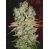 AUTO BLUEBERRY DOMINA · Ministry of Cannabis · sementes de maconha · Auto Fem