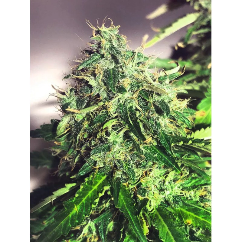 AUTO CANNABIS LIGHT · Ministry of Cannabis · kenevir tohum · Disi · Auto Fem