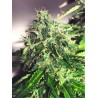 AUTO CANNABIS LIGHT · Ministry of Cannabis · kenevir tohum · Disi · Auto Fem