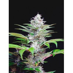AUTO CBD STAR · Ministry of...