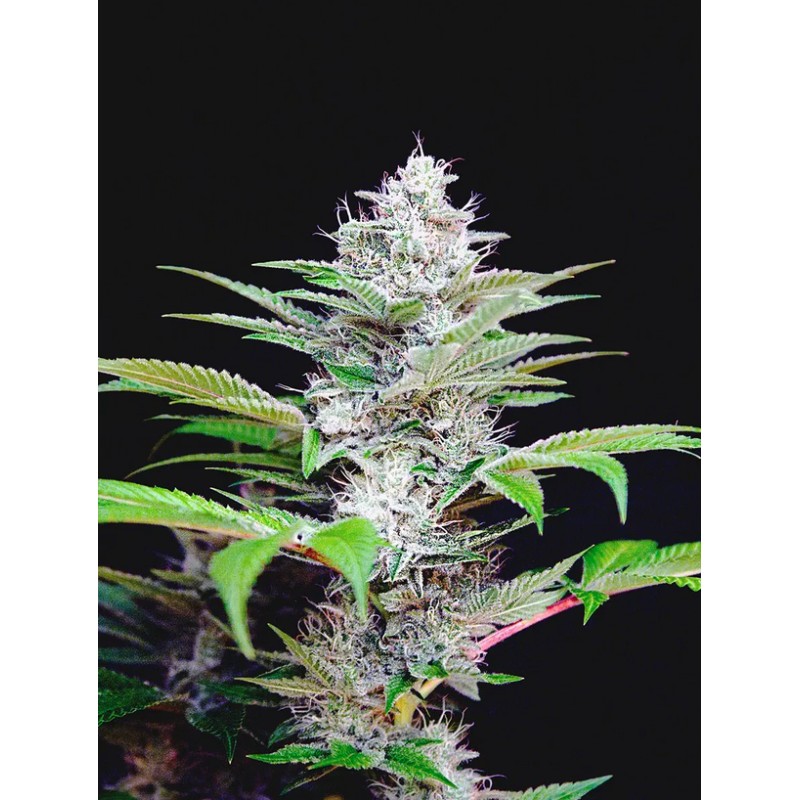 AUTO CBD STAR · Ministry of Cannabis · semi di canapa indiana · Auto Fem