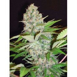 AUTO CHEESE NL · Ministry...