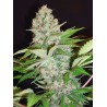 AUTO CHEESE NL · Ministry of Cannabis · sementes de maconha · Auto Fem