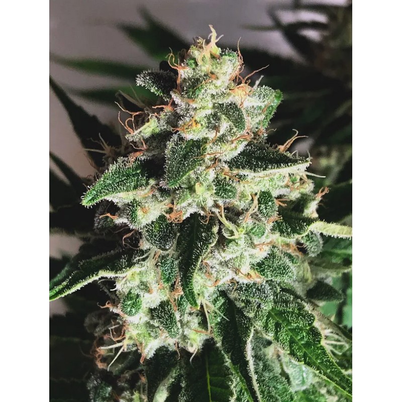 AUTO GOD'S GLUE · Ministry of Cannabis · graines de cannabis · Auto Fem
