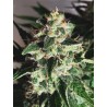 AUTO GOD'S GLUE · Ministry of Cannabis · graines de cannabis · Auto Fem