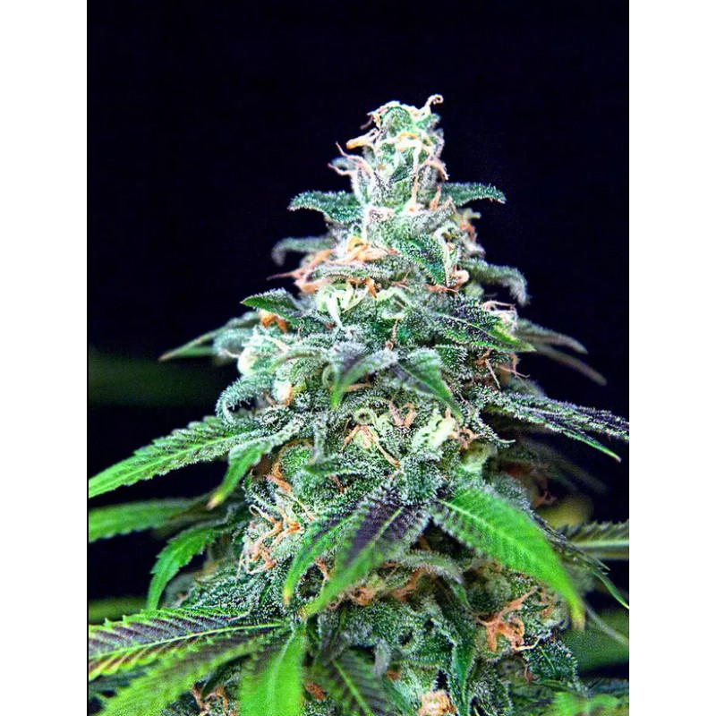 AUTO MANDARIN HAZE · Ministry of Cannabis · sementes de maconha · Auto Fem