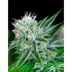 AUTO NORTHERN LIGHTS ·...
