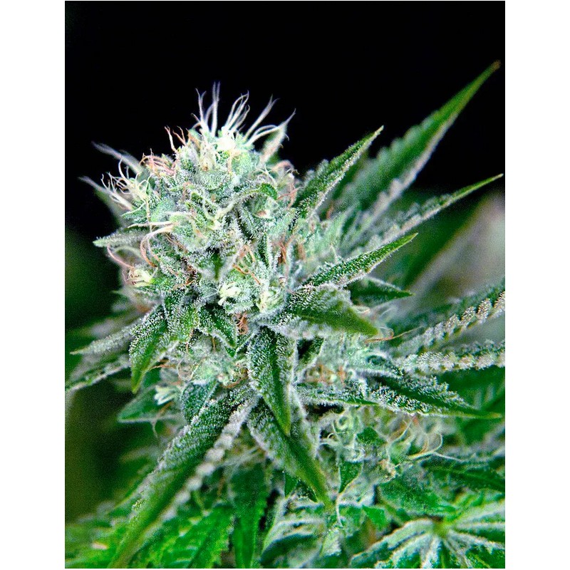 AUTO NORTHERN LIGHTS · Ministry of Cannabis · sementes de maconha · Auto Fem