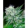AUTO NORTHERN LIGHTS · Ministry of Cannabis · sementes de maconha · Auto Fem