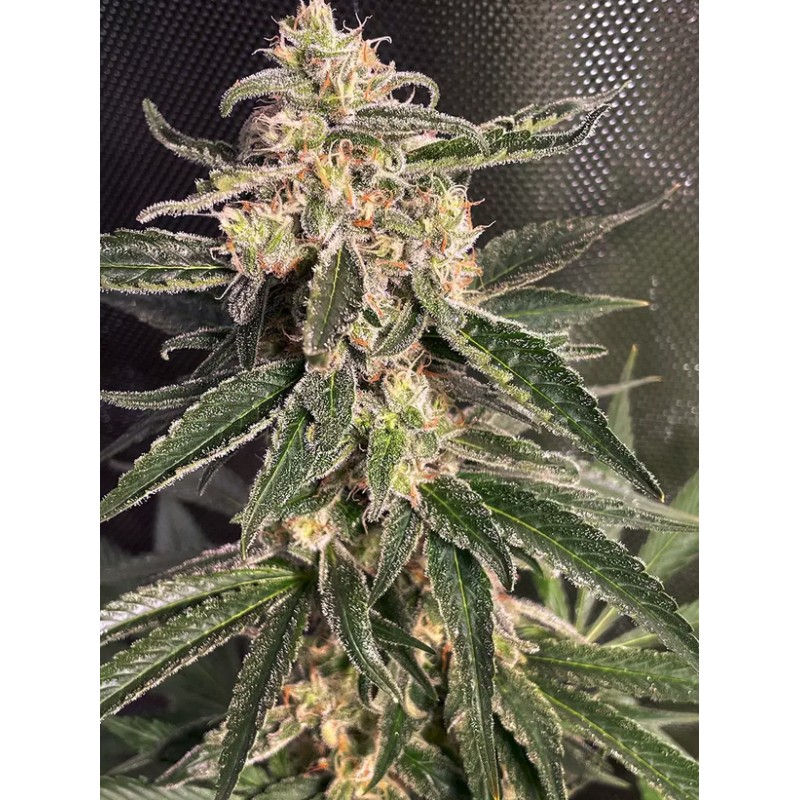 AUTO SWEET DONKEY · Ministry of Cannabis · semillas de marihuana · Auto Fem