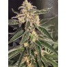 AUTO SWEET DONKEY · Ministry of Cannabis · kenevir tohum · Disi · Auto Fem