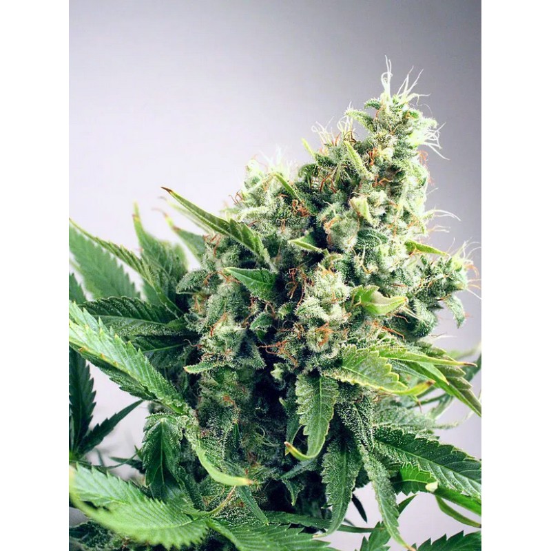 AUTO WHITE WIDOW · Ministry of Cannabis · sementes de maconha · Auto Fem