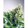 AUTO WHITE WIDOW · Ministry of Cannabis · sementes de maconha · Auto Fem
