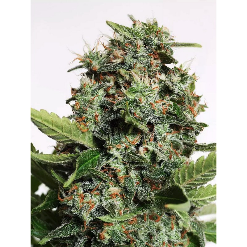 AUTOPILOT XXL · Ministry of Cannabis · semillas de marihuana · Auto Fem