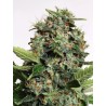 AUTOPILOT XXL · Ministry of Cannabis · kenevir tohum · Disi · Auto Fem