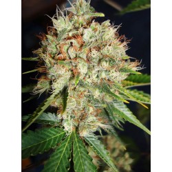 BIG BUD XXL · Ministry of...