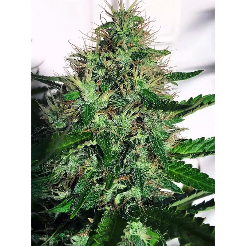 CANNABIS LIGHT · Ministry of Cannabis · sementes de maconha · Fem
