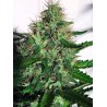 CANNABIS LIGHT · Ministry of Cannabis · cannabis samen · Fem