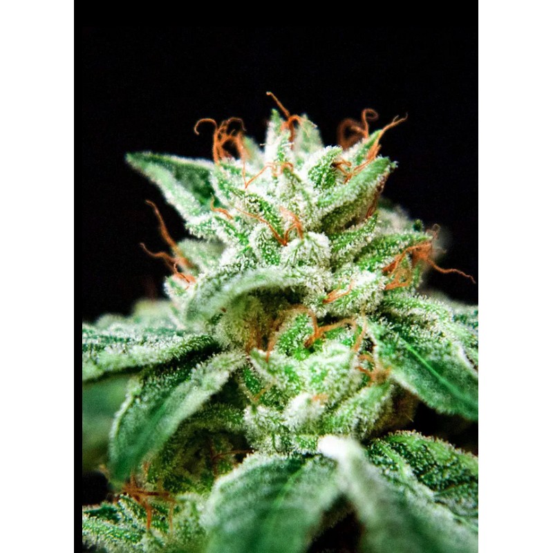 CBD STAR · Ministry of Cannabis · semillas de marihuana · Fem