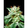 CBD STAR · Ministry of Cannabis · sementes de maconha · Fem