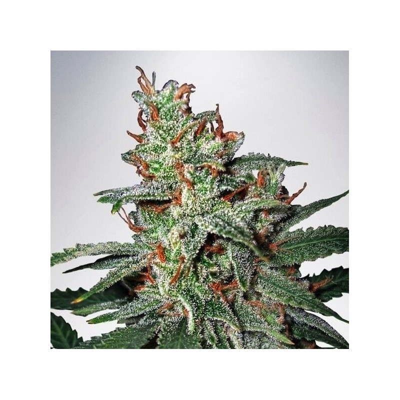 CARNIVAL · Ministry of Cannabis · cannabis samen · Fem