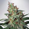 CARNIVAL · Ministry of Cannabis · semillas de marihuana · Fem