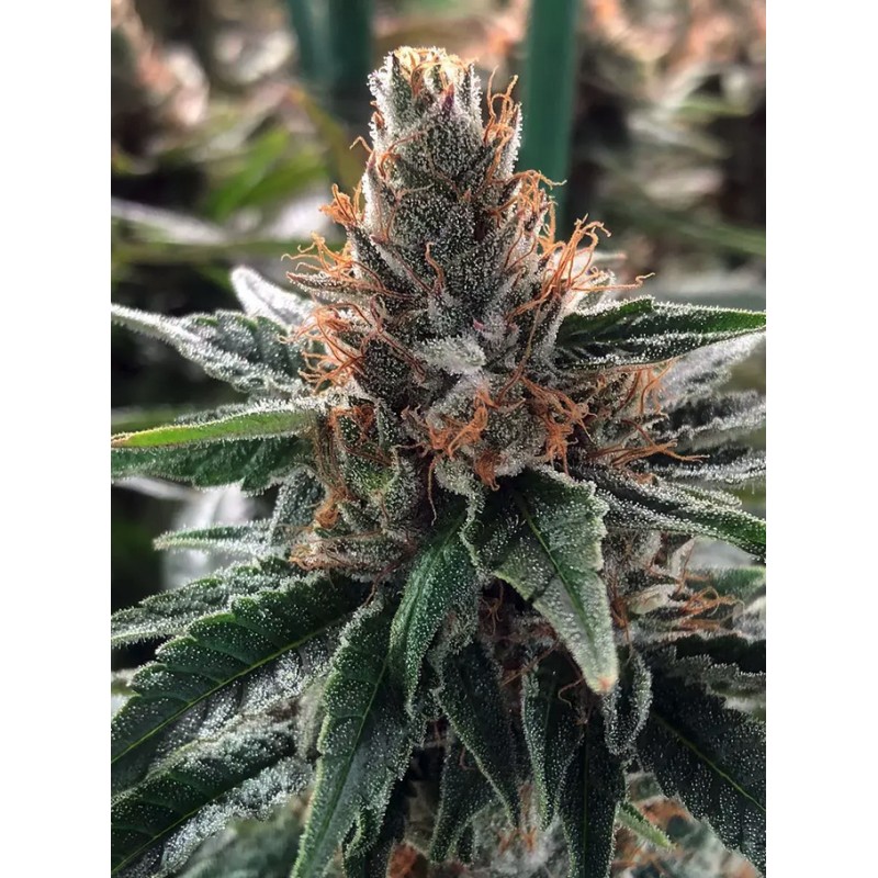 GOD'S GLUE · Ministry of Cannabis · semillas de marihuana · Fem