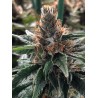 GOD'S GLUE · Ministry of Cannabis · semillas de marihuana · Fem