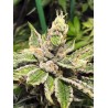 MAMACITA'S COOKIES · Ministry of Cannabis · semillas de marihuana · Fem