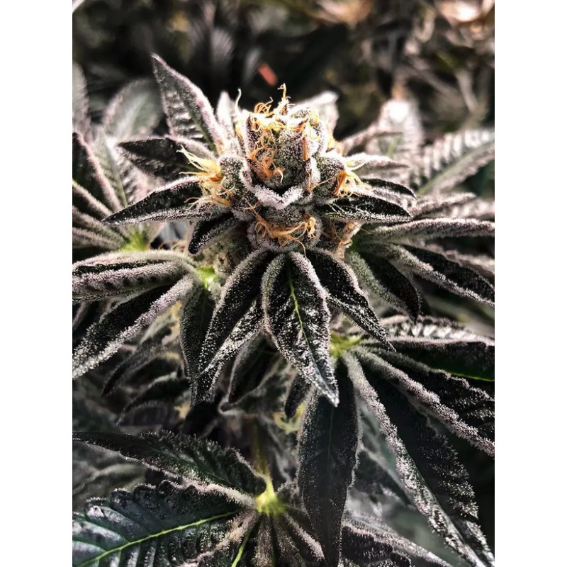 MANDARIN GELATO · Ministry of Cannabis · graines de cannabis · Fem