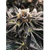 MANDARIN GELATO · Ministry of Cannabis · graines de cannabis · Fem
