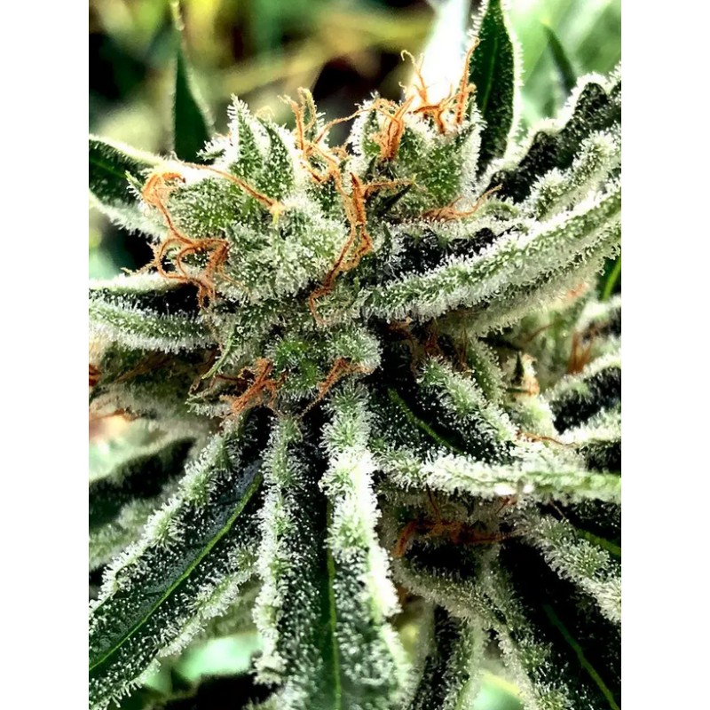 MANDARIN HAZE · Ministry of Cannabis · kenevir tohum · Disi · Fem