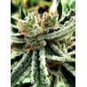 MANDARIN HAZE · Ministry of Cannabis · kenevir tohum · Disi · Fem