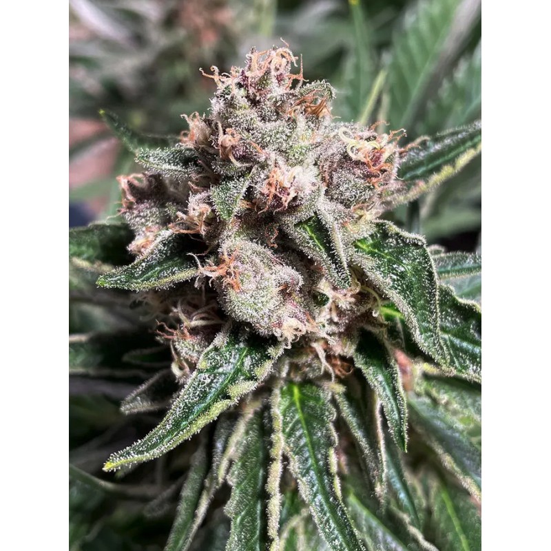 MARS MELLOW · Ministry of Cannabis · cannabis samen · Fem