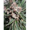 MARS MELLOW · Ministry of Cannabis · graines de cannabis · Fem