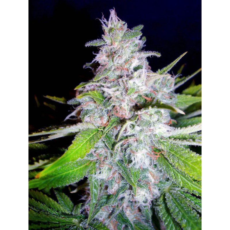 NORTHERN LIGTHS MOC · Ministry of Cannabis · cannabis seeds · Fem