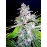 NORTHERN LIGTHS MOC · Ministry of Cannabis · kenevir tohum · Disi · Fem